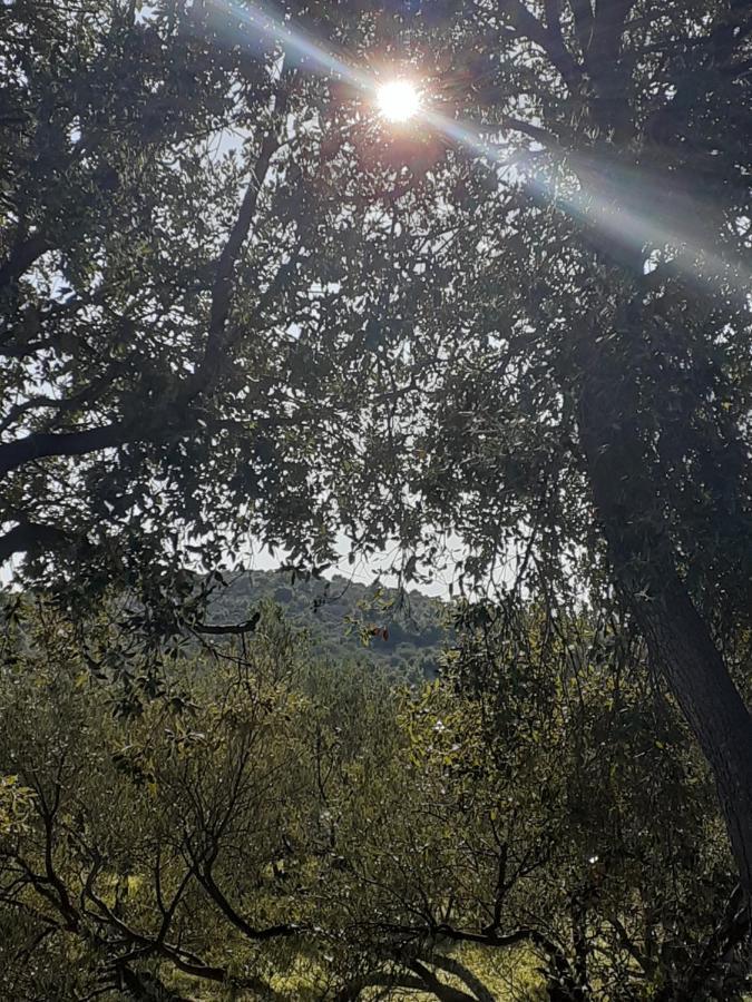 Villa Palfi 耶泽拉 外观 照片